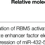 RBM family proteins effect as an inhibitor in cancers. | Download Scientific Diagram