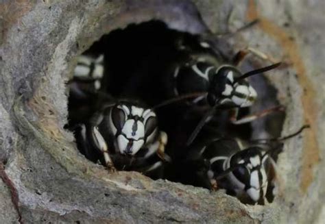 Bald-faced Hornet, Dolichovespula maculata - Life, Nests, Value, Repel