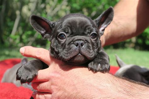 Black brindle French bulldog puppies - TomKings kennel