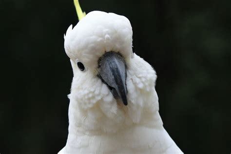 Cockatoo chases around family while laughing maniacally - Upworthy