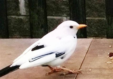 Rare WHITE blackbird caught on camera in British garden | Nature | News | Express.co.uk