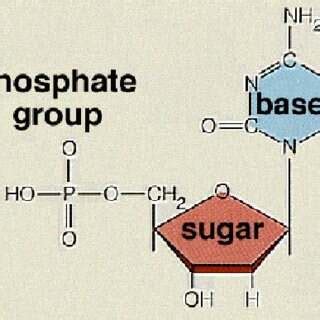 Phosphate Group, Definition and Roles in Chemicals - ECHEMI