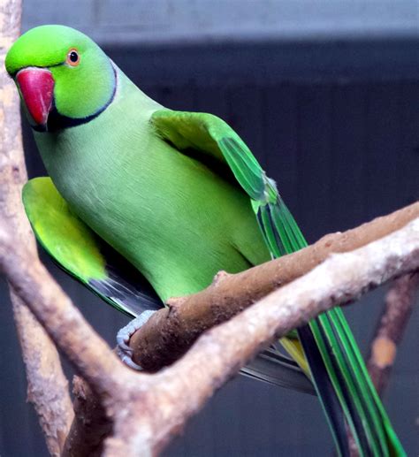 Information About the Gentle and Loyal Indian Ringneck Parakeets