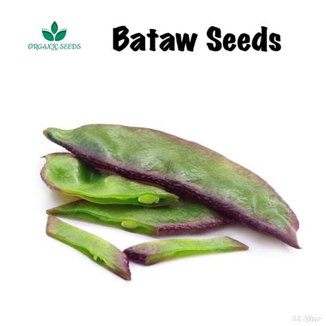 Bataw Seeds (5pcs seeds) | Shopee Philippines