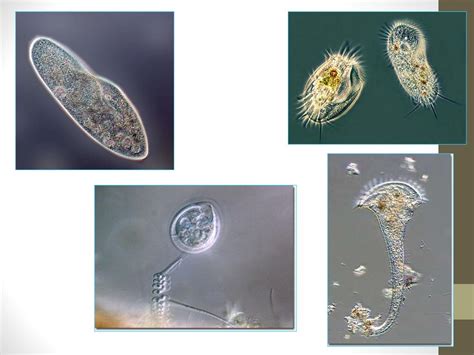 Unit 2 - Kingdom Protista - ppt download