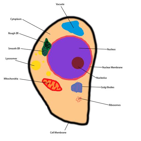 Basic Animal Cell Diagram - ClipArt Best
