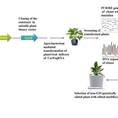 Advantages and disadvantages of ZFNs, TALENs and CRISPR/Cas9 | Download Table