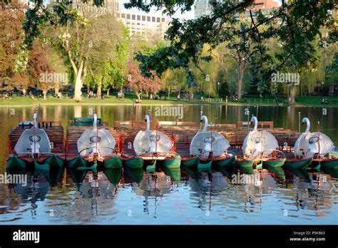 Swan boats in Boston Public Garden Stock Photo - Alamy