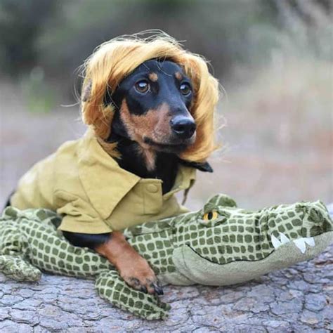 Photos of Dachshunds in Halloween Costumes | PS Pets