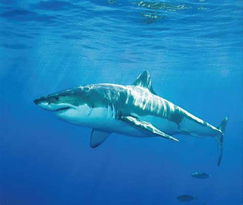 Philippines Report Sharks: feared predator in need of protection » Philippines Report