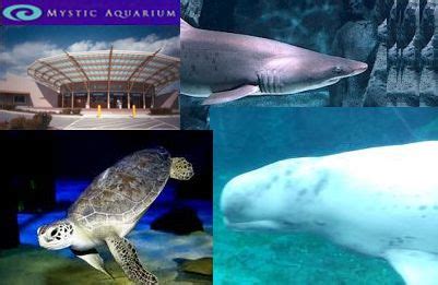 Mystic Aquarium | Mystic aquarium, Mystic seaport, Mystic