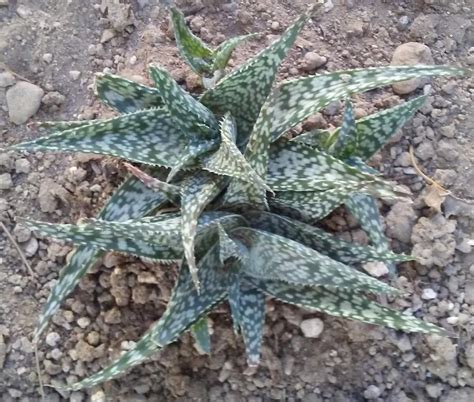 Plant ID forum: Aloe Identification - Garden.org