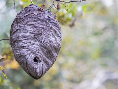 Bald Faced Hornets - Bee Removal Specialist