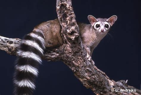 Ringtail Cat: Cutest in North America | Featured Creature