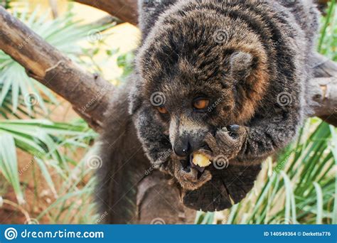 Manual Brown Lemur Eating Banana Sitting on a Tree Stock Photo - Image of close, hilarious ...