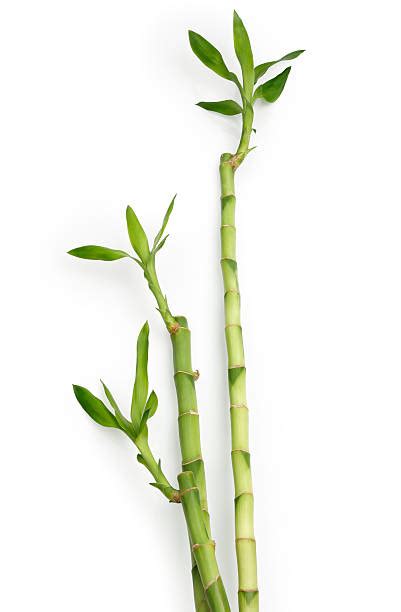 Best Bamboo Stalks Stock Photos, Pictures & Royalty-Free Images - iStock