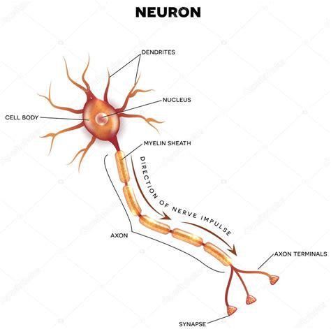 Neuron Diagram Labeled