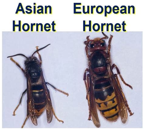 Asian hornet sighted in Gloucestershire threat to honeybees - Market ...