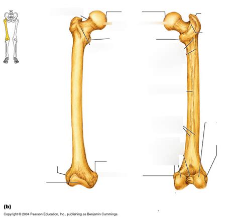 Anatomy Thigh bone Diagram | Quizlet