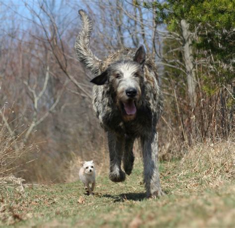 Everything about your Irish Wolfhound - LUV My dogs