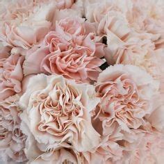 Blush Carnations | Pink carnations, Carnation flower, Diy wedding flowers
