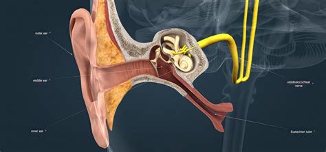 Eustachian Tube Anatomy