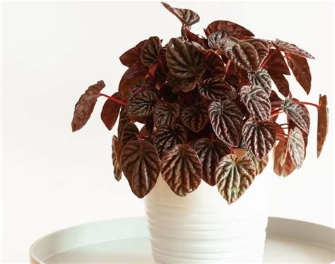 The Ultimate Guide to Peperomia Varieties - Houseplant Resource Center