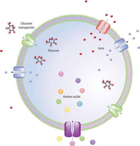 Selective transport | Learn Science at Scitable