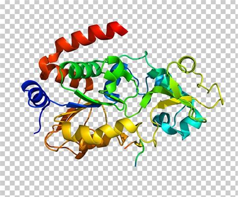 Protein Molecule Sirtuin 3 Molecular Biology Chemistry PNG, Clipart ...