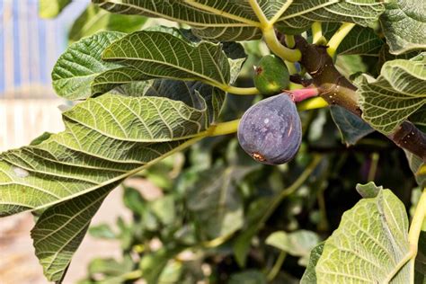 Fig Tree Varieties - Types of FIg Trees