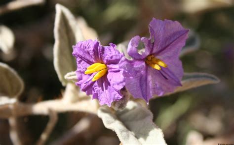 Wildflowers of Australia in the red centre