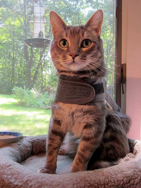 thundershirt | Cat collars, Cat shelter, Cat accessories