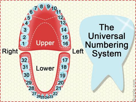 Dental Tooth Numbering System Chart