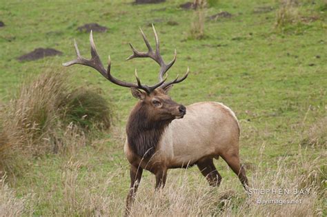 Photo: Male Tule Elk at Tomales Point. Point Reyes National Seashore, California.