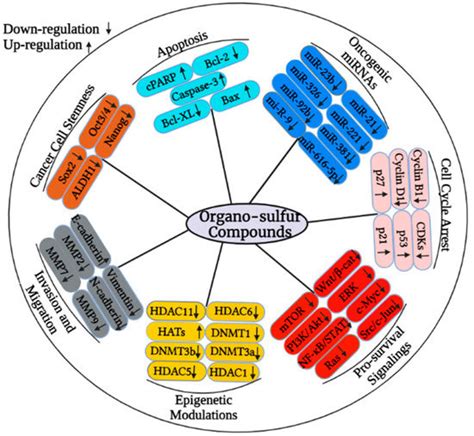 Cancers | Free Full-Text | Prospective Epigenetic Actions of Organo-Sulfur Compounds against ...