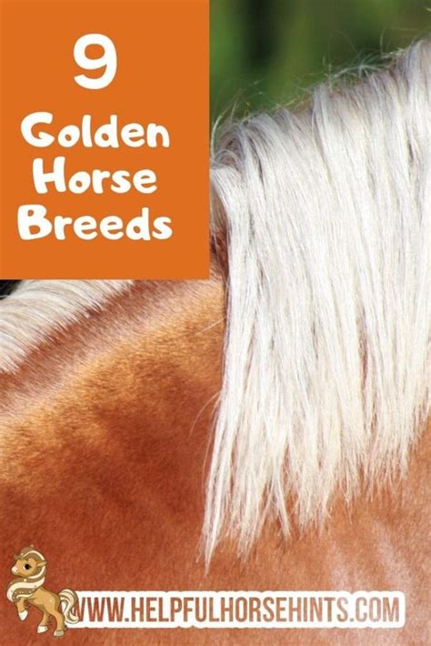 9 Golden Horse Breeds (including the Akhal-Teke) | Horse breeds, Golden ...