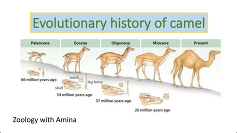 Evolutionary history of camel | @ZoologywithAmina - YouTube