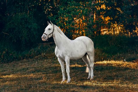 Darmowe zdjęcie z kategorii biały koń, domowy, drzewa.