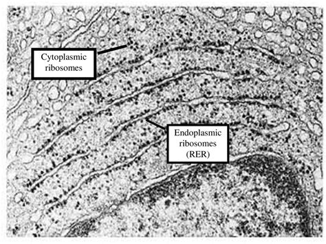 Cytology: the Study of the Structure and Function of Cells - ppt download