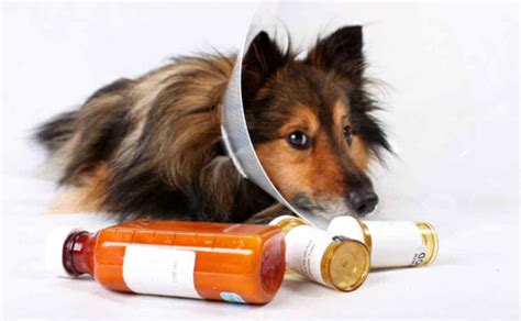 What You Need to Know About Pain Medication for Dogs - Canine Campus Dog Daycare & Boarding