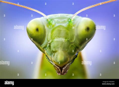 Praying mantis head, close up Stock Photo - Alamy