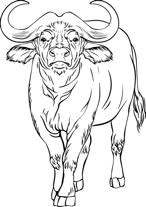 Buffalo sketch. Black and white vector drawing. For coloring and design ...