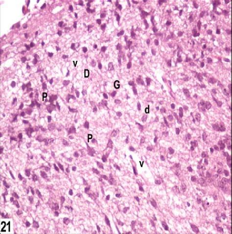 A photomicrograph of brain tissue of mice in the first day of delivery... | Download Scientific ...