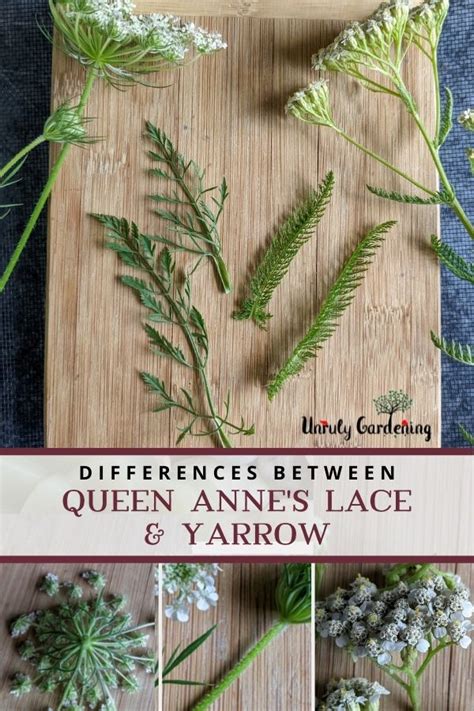 Differences Between Yarrow & Queen Anne's Lace - Unruly Gardening