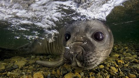 nature, Animals, Water, Sea, Underwater, Bubbles, Seals, Closeup ...