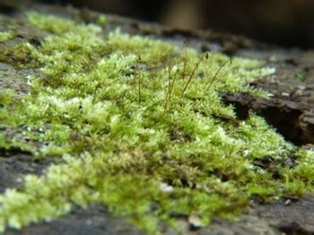 How to collect bryophytes for herbaria and natural history museums - UPLB Museum of Natural History