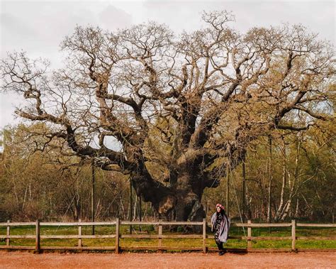 The Major Oak Sherwood Forest - The Ultimate Guide For Visiting With 9 ...