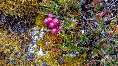 Plantas Nativas del Perú 🥇: Fruta Macha Macha hábitat y usos