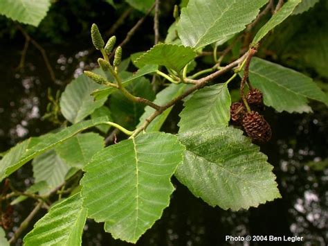 Alnus rubra