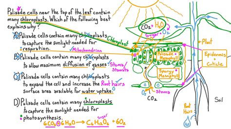 Palisade Cell Model